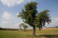 alter Birnbaum